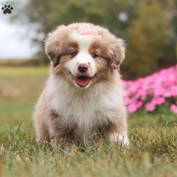 Sandy, Miniature Australian Shepherd Puppy